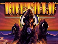 Buffalo stampede